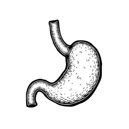 Anatomical black and white illustration of the human stomach, showcasing its intricate structure and highlighting its critical role in the digestive process. Represents health and wellnessのイラスト素材