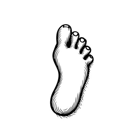 A minimalist graphic illustration presents a detailed foot with clear lines and monochromatic tones. The artwork focuses on anatomical accuracy while retaining artistic simplicity, offering a visualのイラスト素材