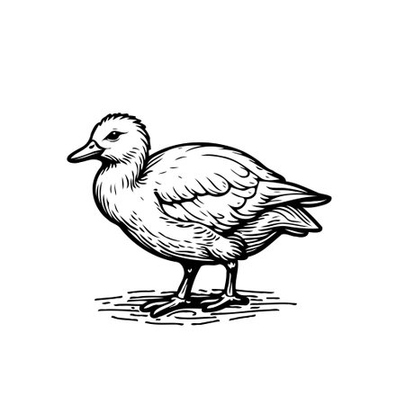 A meticulously crafted sketch depicts a serene duck, showcasing elegant feather details and delicate shading. This artwork captures the essence of nature's beauty with a touch of traditionalのイラスト素材