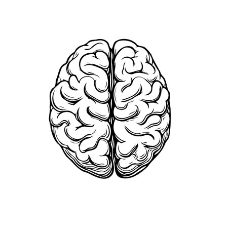Detailed black and white illustration of a human brain, highlighting its complex structure. Perfect for educational materials, medical illustrations, or designs exploring intelligence, cognition,のイラスト素材