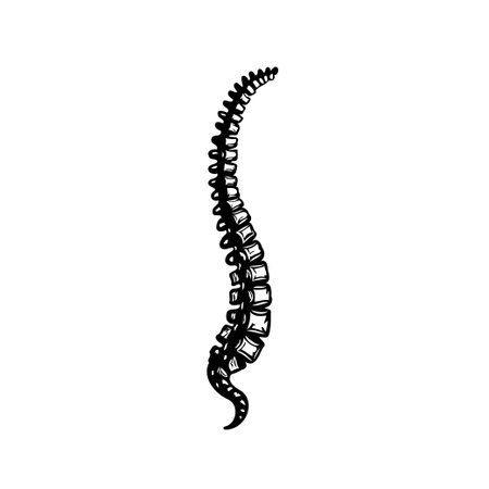 Monochrome illustration depicting the spine's complex arrangement and architectural design. Emphasizing the interconnected vertebral segments, the composition provides clarity to the structure ofのイラスト素材