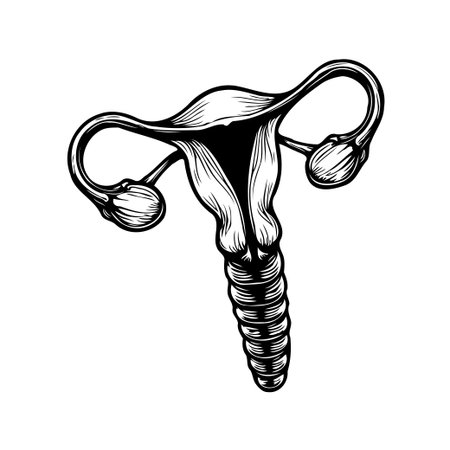 Detailed monochrome illustration of a uterus, fallopian tubes, and ovaries. Depicts the female reproductive system in an anatomical drawing suitable for educational or medical use. Engraved designのイラスト素材