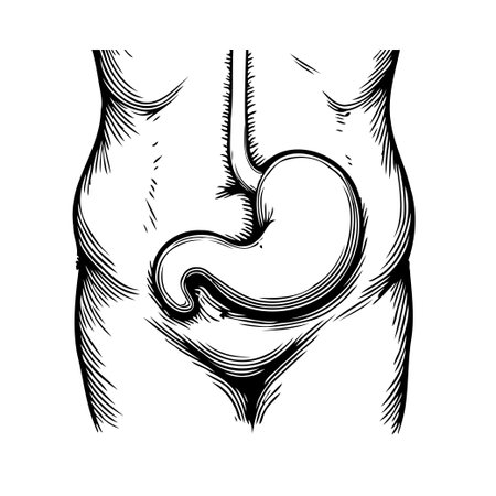 An detailed anatomical illustration showcasing a the human stomach, executed in a style reminiscent of vintage engravings, for educational or medical content, and also demonstrating internal organs,のイラスト素材