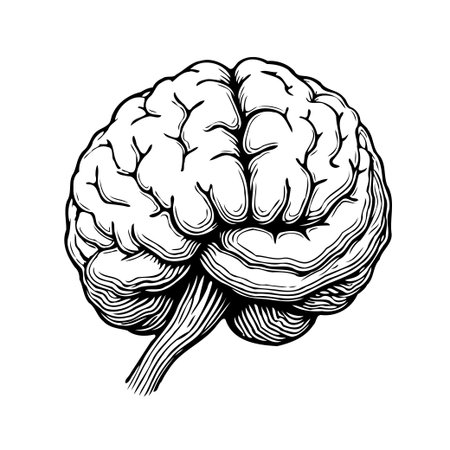 Detailed monochrome illustration depicting the intricate anatomy of a human brain showcasing its complex structure. This artistic representation emphasizes the cerebrum an organ of intelligence,のイラスト素材