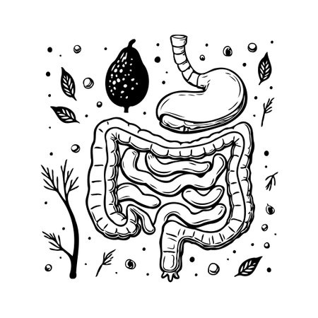 Intricate hand-drawn illustration depicting the human digestive system, complete with stomach, intestines, and other key organs. Presented alongside a stylized pear and decorative foliage. Idealのイラスト素材