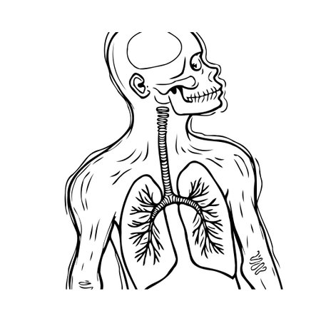 Detailed anatomical illustration portraying the human respiratory system and skeletal structure, created in a distinctive outline style. Perfect for medical, educational, and healthcare relatedのイラスト素材
