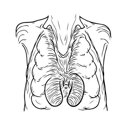 This detailed anatomical illustration presents the thymus gland within the human chest cavity. It provides a clear visualization for medical science, healthcare, and educational purposes,のイラスト素材