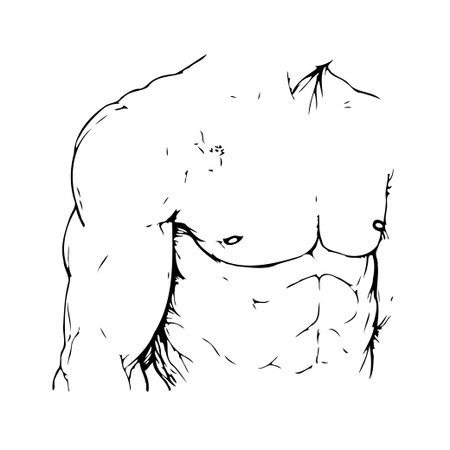A minimalistic linear illustration portrays a muscular male torso showcasing anatomical details. This artwork, with its focus on strength and form, renders a human figure. This line-art emphasizesのイラスト素材