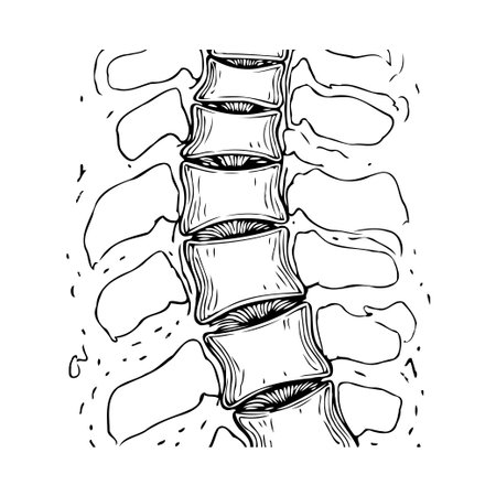 Detailed black and white drawing of a spinal column, emphasizing anatomical accuracy in an artistic,...