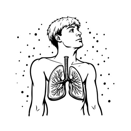 An artistic representation of the human respiratory system within the chest cavity. Depicted in a clean, monochromatic style, it showcases the lungs and airways, emphasizing breath and internalのイラスト素材