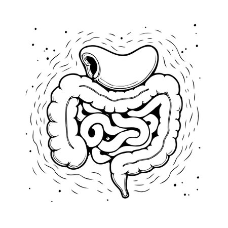 This stylized illustration presents a detailed view of the human digestive system, focusing on the intestines and their anatomical structure. The graphic design highlights the complexity andのイラスト素材