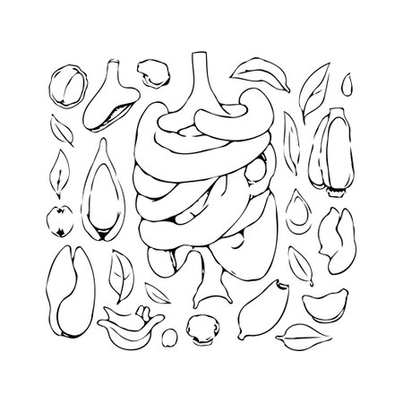 Detailed hand-drawn illustration of internal human organs combined with botanical elements such as fruit and leaves. Perfect for educational materials, medical design, and health-related projects.のイラスト素材