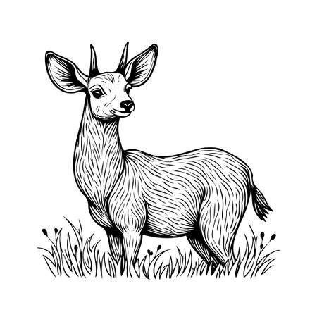 A meticulously crafted illustration features a young deer standing gracefully in a field. The intricate linework and delicate details capture the animal's inherent charm, lending an air of serenityのイラスト素材