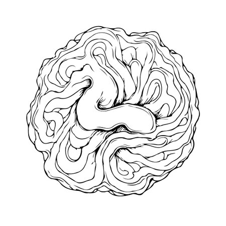 A detailed black and white anatomical illustration of a brain, highlighting its intricate folds and representing abstract concepts like intelligence, thought, and consciousness. The minimalist lineのイラスト素材