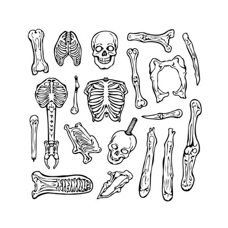 Detailed anatomical illustrations of various human bones arranged in a collection format. Ideal for educational resources, scientific publications, or artistic projects, this image accuratelyのイラスト素材