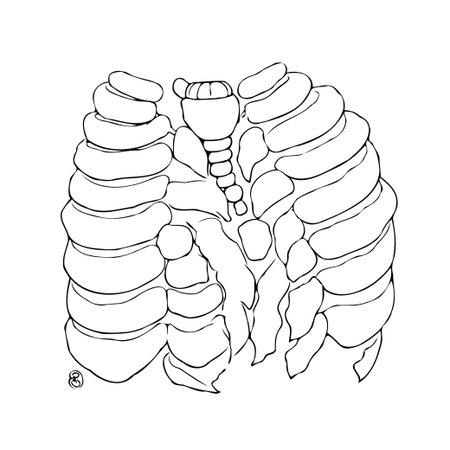A detailed line art illustration showing the human lungs, trachea, and bronchi. Ideal for medical...