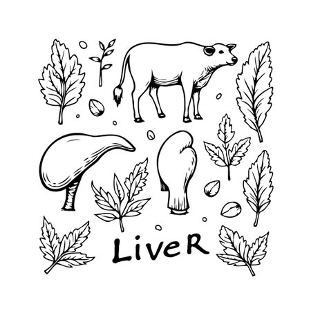 A monochrome hand-drawn illustration featuring a cow alongside its liver, surrounded by decorative leaves. This sketch offers a simplified anatomical view suitable for educational or veterinaryのイラスト素材