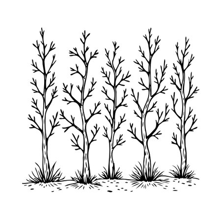 A stark, monochrome botanical sketch depicts several barren trees rising from a simple base. The leafless branches reach skyward, creating a tranquil and decorative design. Emphasizing organic formsのイラスト素材