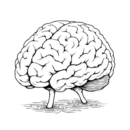 Detailed black and white drawing illustrating the human brain with emphasis on the intricacies of its structure. This image symbolizes intelligence, cognitive function, and the complex biologicalのイラスト素材
