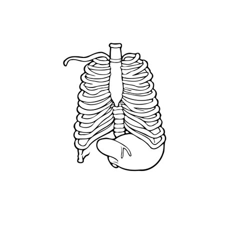 A conceptual illustration presenting an outlined skeleton, with the ribcage forming a protective cage around a bottle, suggesting ideas about internal structure, protection, and the relationshipのイラスト素材