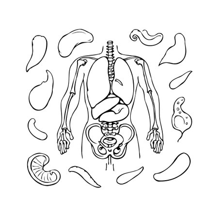 A simplified line drawing illustrates the human anatomy, highlighting internal organs such as the lungs, intestines, and the skeletal structure. This educational diagram provides a visualのイラスト素材