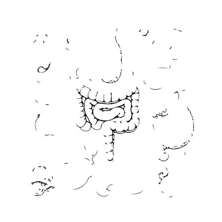 A detailed line drawing presents an anatomical illustration of the human intestines. This image conveys the intricacies of the digestive system, emphasizing its biological importance. The artwork isのイラスト素材