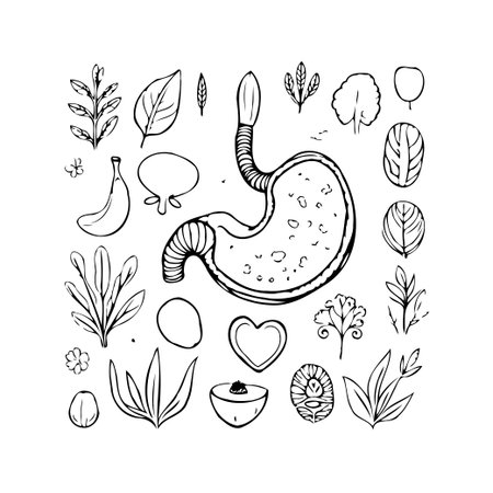 Detailed stomach illustration surrounded by various fruits and leaves, symbolizing the connection between healthy eating and digestive health. The line art style lends a hand-drawn, organic feel,のイラスト素材