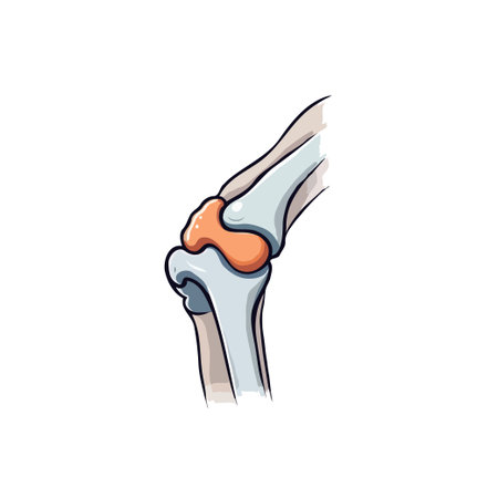 Detailed illustration of a knee joint showcasing the skeletal structure and cartilage. Ideal for medical education and healthcare materials, provides a clear anatomical view for instructionalのイラスト素材