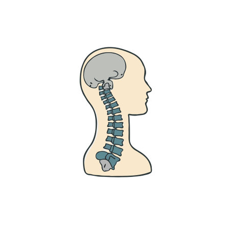 A stylized depiction of a human head in profile, displaying the skull and spinal column. The image focuses on anatomical clarity, showing the bone structures and relationships within the head andのイラスト素材