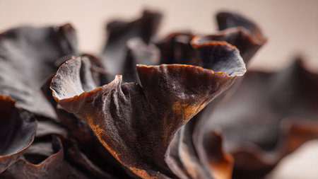 Close-up of wood ear mushrooms, also known as cloud ear mushrooms, a popular ingredient in Asian cuisine.の素材