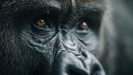 Close-up portrait of a gorilla showcasing its powerful features and thoughtful gaze. Perfect for wildlife and nature themes.の素材