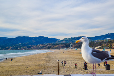 Seagull standing on his feet. In the background seaの写真素材