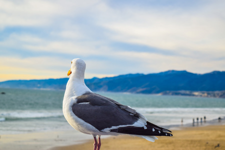 Seagull standing on his feet. In the background seaの写真素材