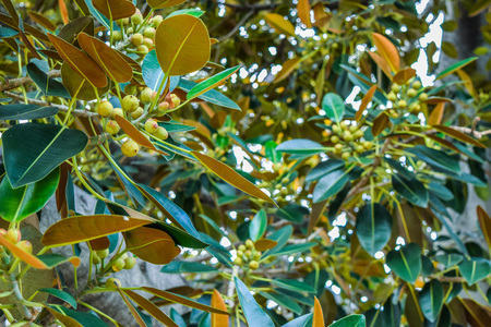 Beverly Gardens Park, the 100 year old tree behind it is just as worth visiting. This stately old Moreton Bay Fig Ficus leaves has literally grown with Beverly Hills over the years.の写真素材
