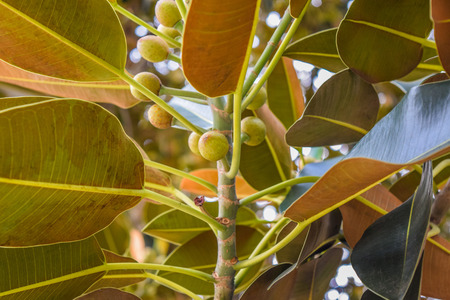 Beverly Gardens Park, the 100 year old tree behind it is just as worth visiting. This stately old Moreton Bay Fig Ficus leaves has literally grown with Beverly Hills over the years.の写真素材