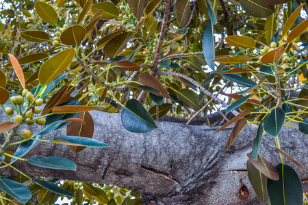 Beverly Gardens Park, the 100 year old tree behind it is just as worth visiting. This stately old Moreton Bay Fig Ficus has literally grown with Beverly Hills over the years.の写真素材