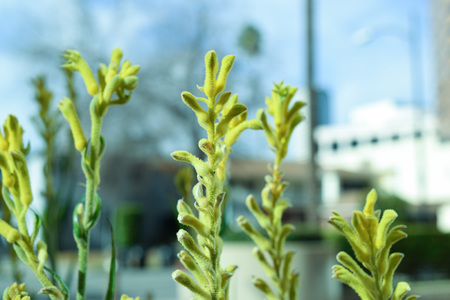 Growing Plant. stock image of the small plant growingの写真素材