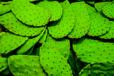 cactus leaves background.の写真素材