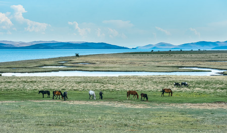 Wild horses in the nature reserve of Lake Baikal. Horses owned by a local farm . Farm closed. Horses walk by themselves .の写真素材