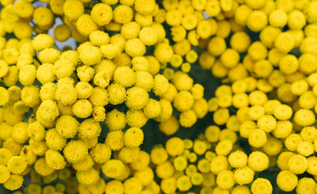 Perennial herbTansy Tanacetum growing in Siberiaの写真素材