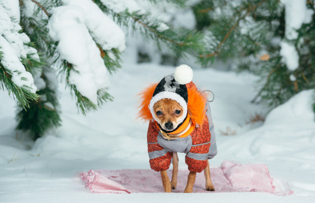 Russian toy terrier in a city park in the winter. For the first time in a jumpsuit . He is standing and looking at you. Pale orange color, a boy 5 months. Name is Bambi.の写真素材