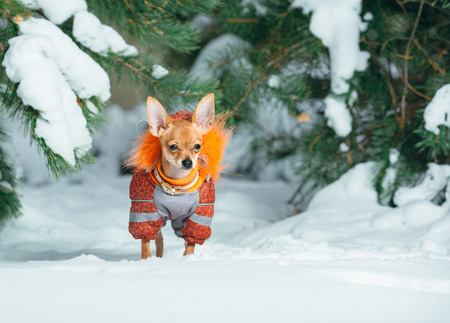 Russian toy terrier in a city park in the winter. For the first time in a jumpsuit . He is standing and looking at you. Pale orange color, a boy 5 months. Name is Bambi.の写真素材