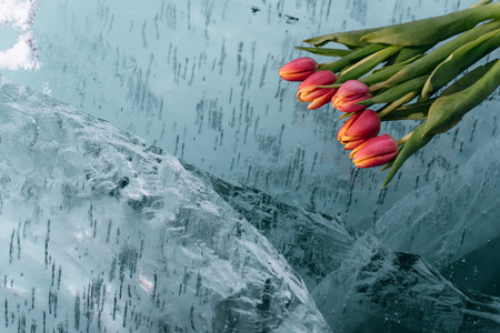 Beautiful tulips on pure ice. One of the cleanest and most beautiful lakes in the world - Lake Baikal. Flowers lie on the fresh ice.の写真素材