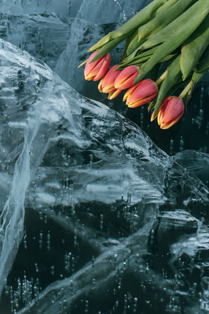 Beautiful tulips on pure ice. One of the cleanest and most beautiful lakes in the world - Lake Baikal. Flowers lie on the fresh ice.の写真素材