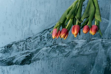 Beautiful tulips on pure ice. One of the cleanest and most beautiful lakes in the world - Lake Baikal. Flowers lie on the fresh ice.の写真素材