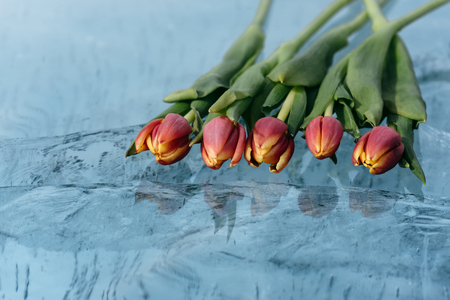 Beautiful tulips on pure ice. One of the cleanest and most beautiful lakes in the world - Lake Baikal. Flowers lie on the fresh ice.の写真素材