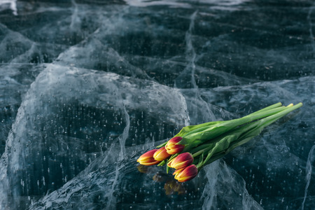 Beautiful tulips on pure ice. One of the cleanest and most beautiful lakes in the world - Lake Baikal. Flowers lie on the fresh ice.の写真素材