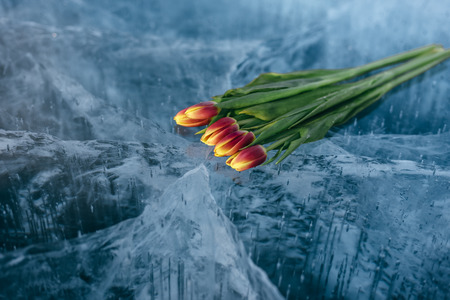 Beautiful tulips on pure ice. One of the cleanest and most beautiful lakes in the world - Lake...