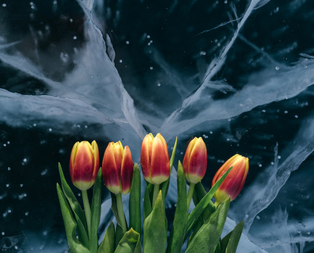Beautiful tulips on pure ice. One of the cleanest and most beautiful lakes in the world - Lake Baikal. Flowers lie on the fresh ice.の写真素材