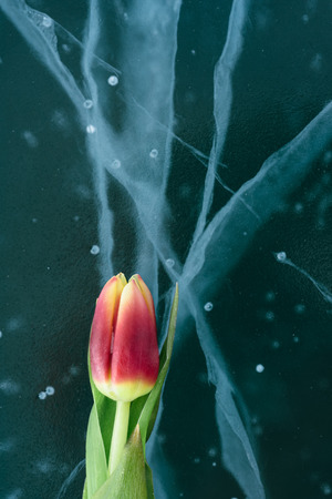 Beautiful tulips on pure ice. One of the cleanest and most beautiful lakes in the world - Lake Baikal. Flowers lie on the fresh ice.の写真素材